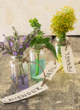 Rezene, lavanta ve fesleğen