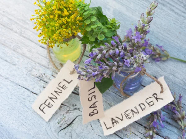 Fennel, lavender and basil — Stock Photo, Image