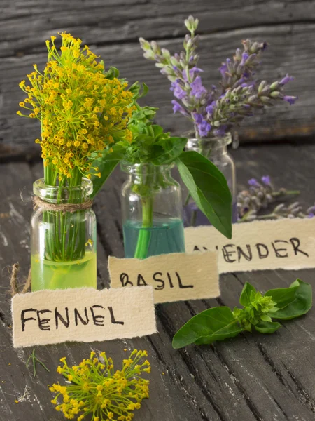 Fennel, lavender and basil — Stock Photo, Image