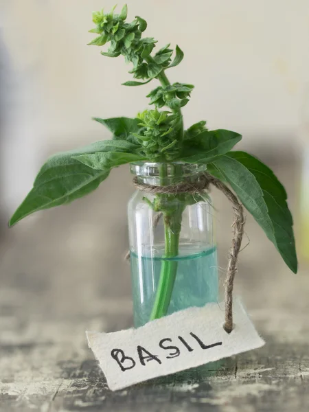 Fresh basil leaves — Stock Photo, Image