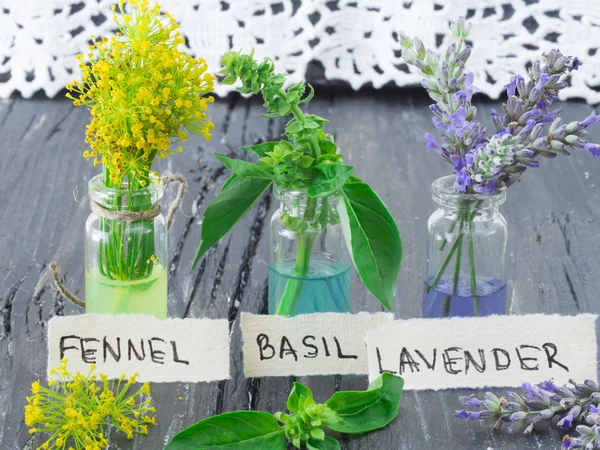 Venkel, lavendel en basilicum — Stockfoto