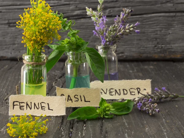 Fennel, lavender and basil — Stock Photo, Image