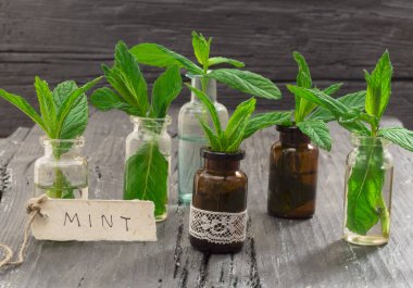 Taze nane yaprakları