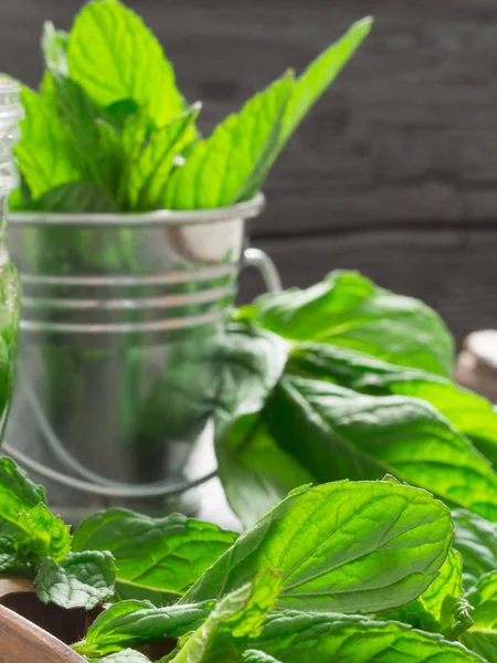 Frische Minzblätter — Stockfoto