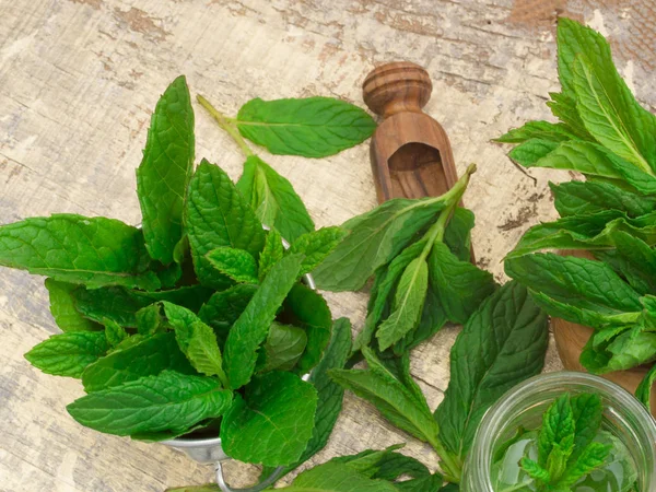 Foglie di menta fresca — Foto Stock