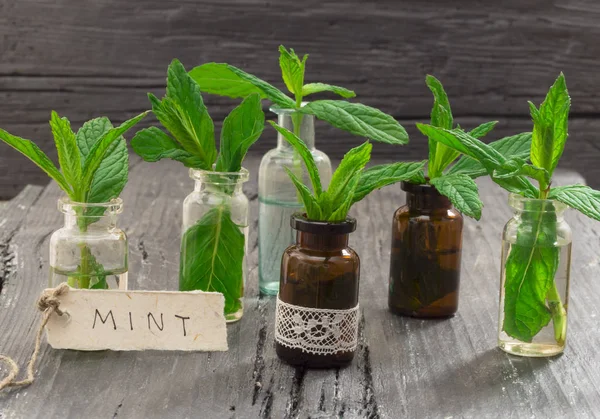 Fresh mint leaves — Stock Photo, Image