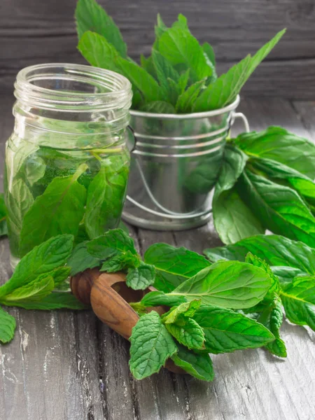 Foglie di menta fresca — Foto Stock