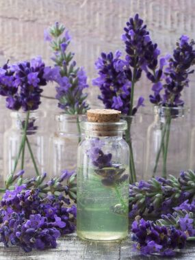 taze lavanta çiçeği