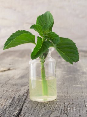 Nane yağı ile taze nane yaprakları