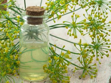 taze dereotu ot masada