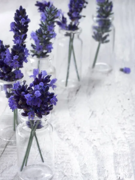 Lavanda fresca en flor — Foto de Stock