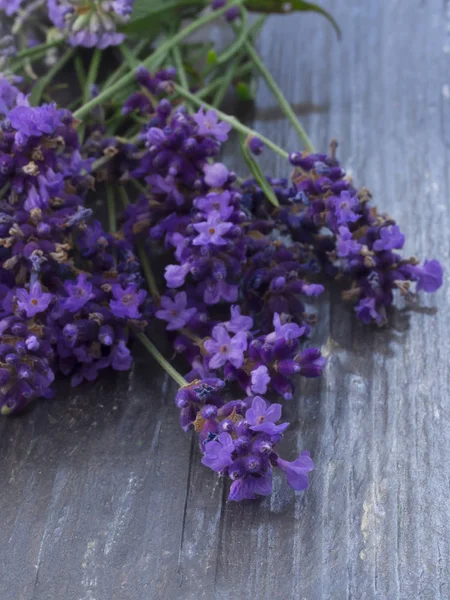 Fresh lavender in the blossom — Stock Photo, Image