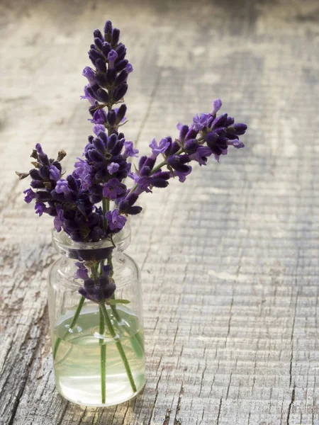 Verse lavendel in de bloesem — Stockfoto