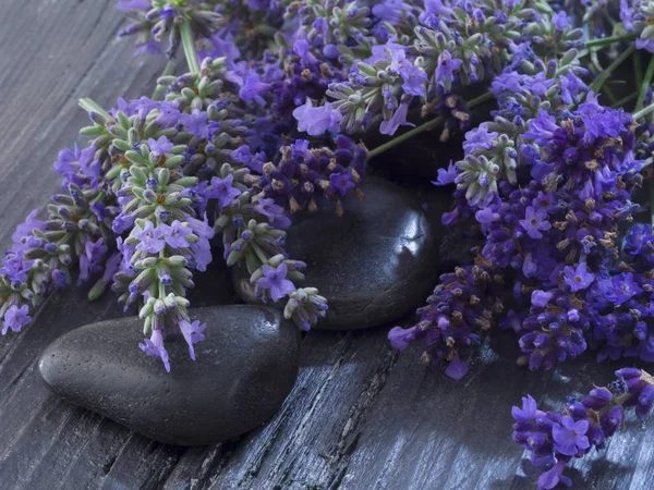 Lavanda fresca en flor — Foto de Stock