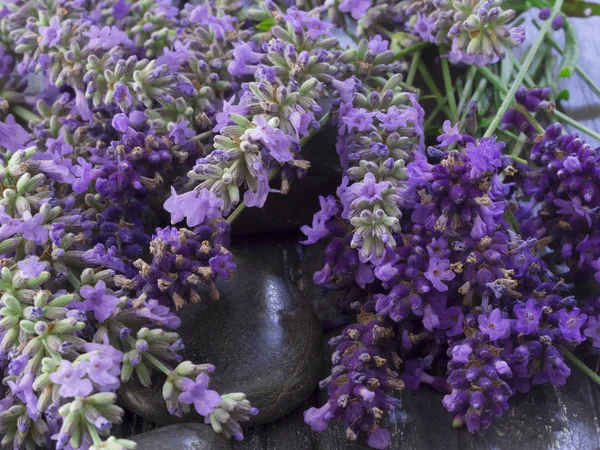 Lavanda fresca na flor — Fotografia de Stock