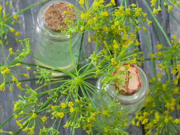 Fresh dill in te blossom — Stock Photo, Image