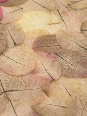 çiçek yaprakları arka plan