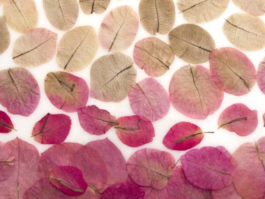 çiçek yaprakları arka plan