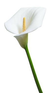 güzel beyaz calla çiçekler