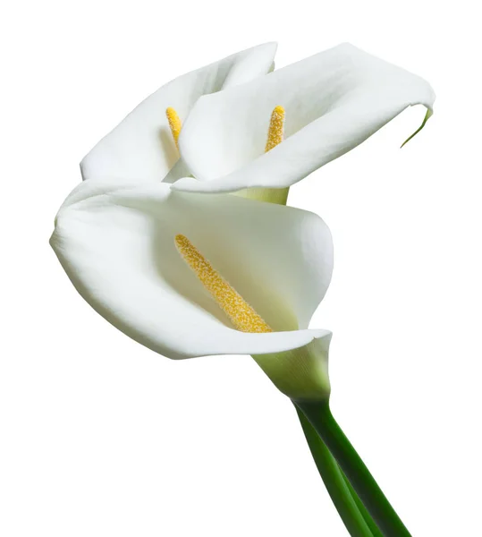 Beautiful white  calla flowers — Stock Photo, Image