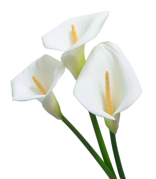 Beautiful white  calla flowers — Stock Photo, Image