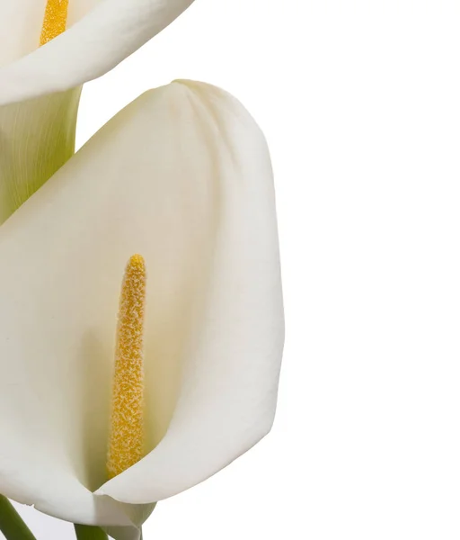 Hermosas flores de calas blancas — Foto de Stock