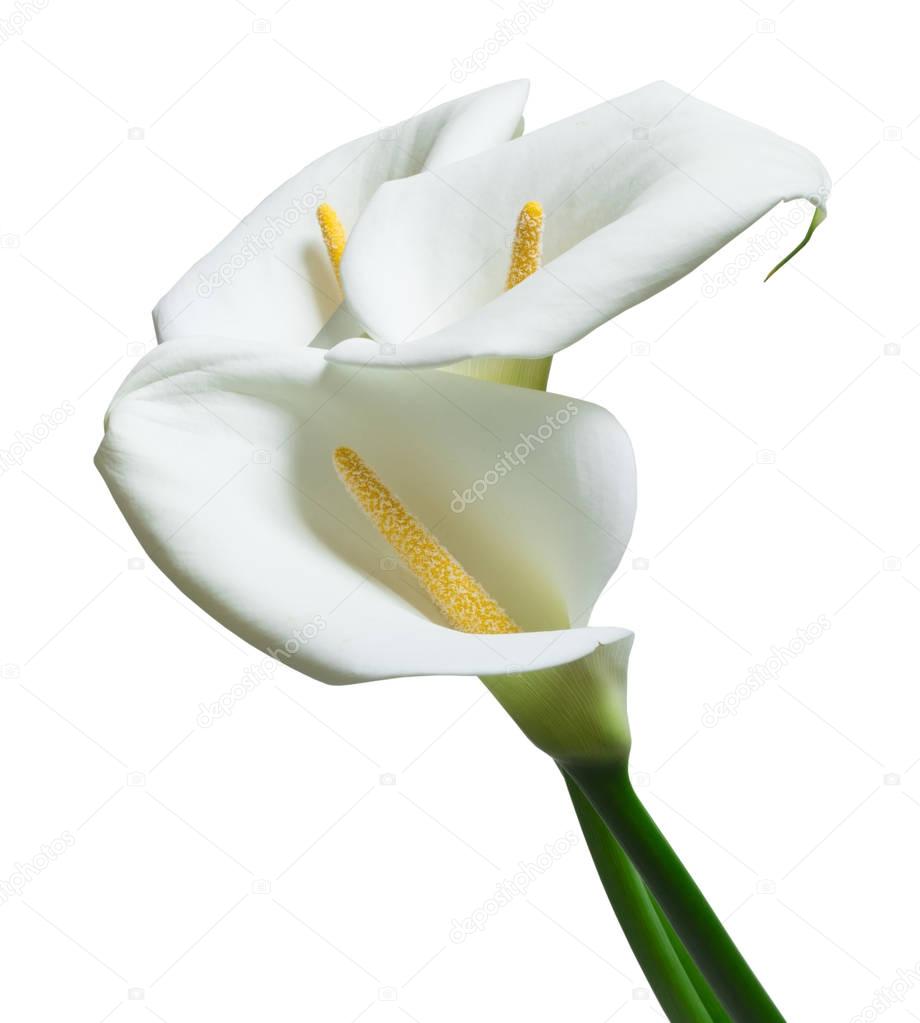 beautiful white  calla flowers