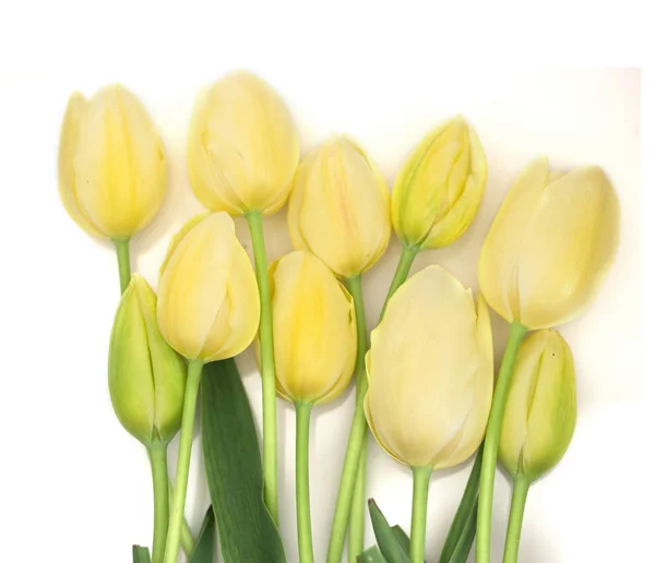 Piękne Żółte Tulipany Aranżacji — Zdjęcie stockowe