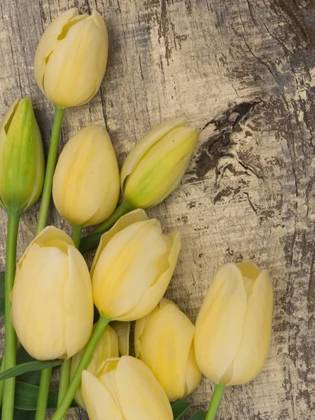 Belles Tulipes Jaunes Dans Arrangement — Photo