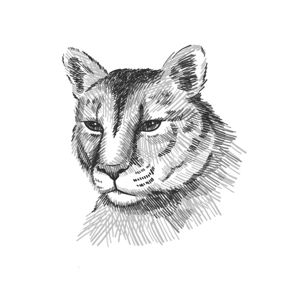 Retrato de Cougar. Leão da montanha americano, tigre vermelho, cara de animal pantera. Puma predador, ilustração vetorial, desenhado à mão esboço arte —  Vetores de Stock