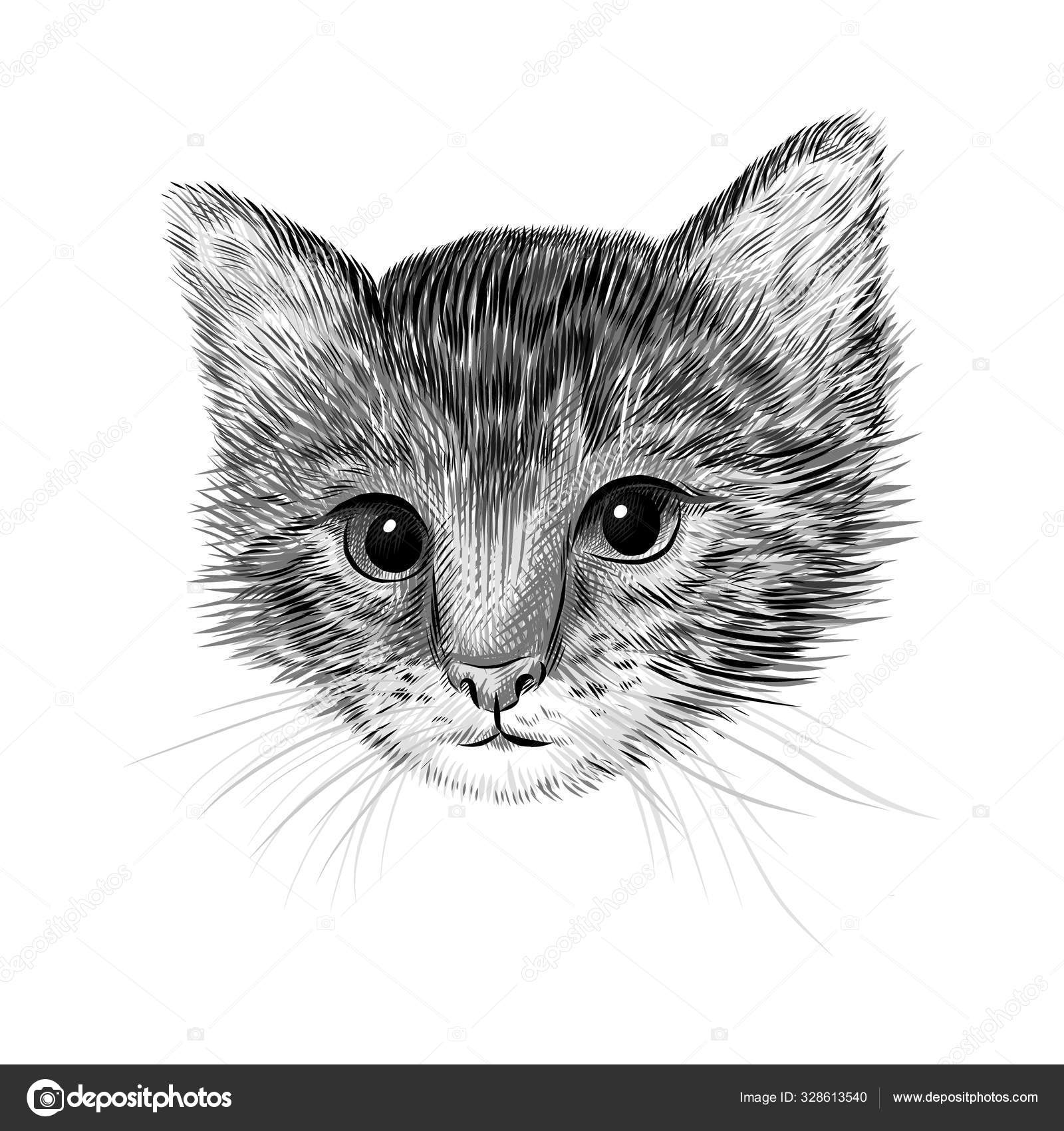 Lille katt, kattunge, svart-hvit vektor illustrasjon. Håndtegnet tegning.  Dyreportrett: Søt dyrebakgrunn stockvektor © illustraterita #328613540, image size:1600x1700