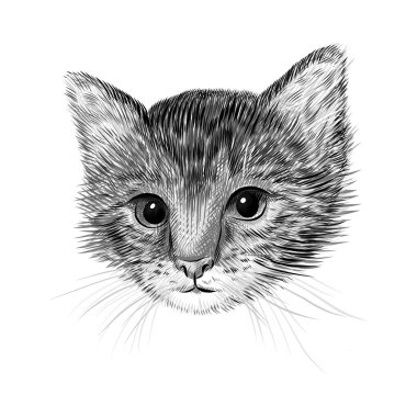 Küçük kedi, kedi yavrusu siyah beyaz vektör çizimi. El çizimi çizimi. Hayvan portresi, şirin hayvan arkaplanı.
