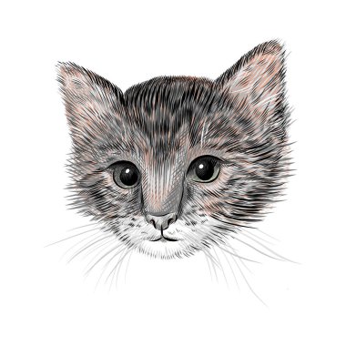 Küçük kedi, yavru kedi vektör çizimi. El çizimi çizimi. Hayvan portresi, şirin hayvan arkaplanı.