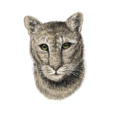 Puma kafası, beyaz arka planda vektör grafik çizimi. El çizimi Amerikan dağ aslanı portresi. Puma, kırmızı kaplan kedi, panter hayvan