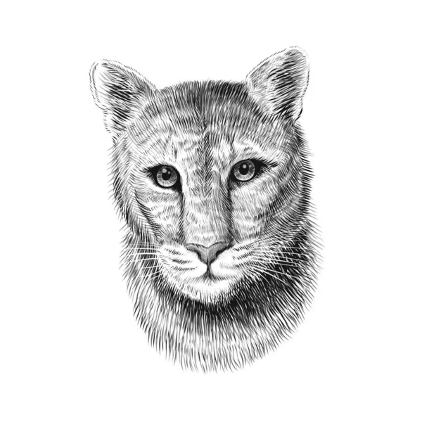 Пума голова, ескізна векторна графіка монохромна ілюстрація на білому тлі. Рудий малював американський гірський лев. Куґар, червоний тигр, пантера тварина. — стоковий вектор