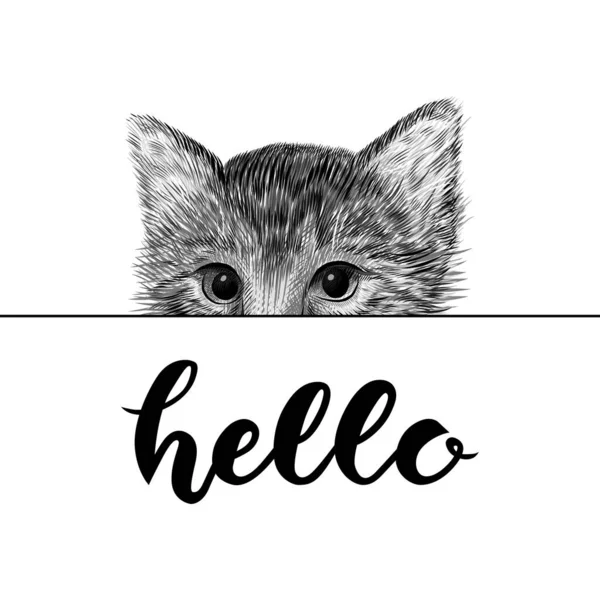 Kleine Katze, Kätzchen schwarz-weiße Vektorillustration. Handgezeichnete Skizzenzeichnung. Haustier-Porträt, das hinter einem Blatt Papier hervorlugt. Niedlichen tierischen Hintergrund. Handgezeichneter Schriftzug - hallo — Stockvektor
