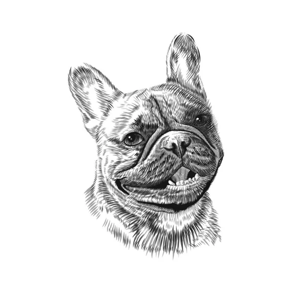 Bouledogue français croquis animal de compagnie dessiné à la main — Image vectorielle