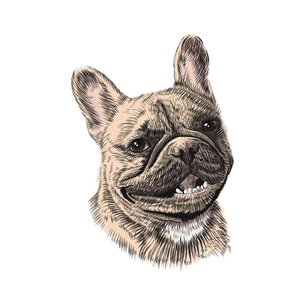 Bouledogue français croquis animal de compagnie dessiné à la main — Image vectorielle