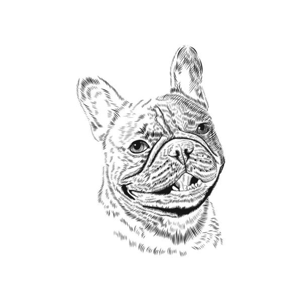 Dibujo de animal de compañía dibujado a mano Bulldog francés — Vector de stock