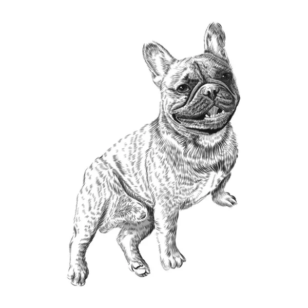 Francês Bulldog mão desenhada animal de estimação esboço —  Vetores de Stock