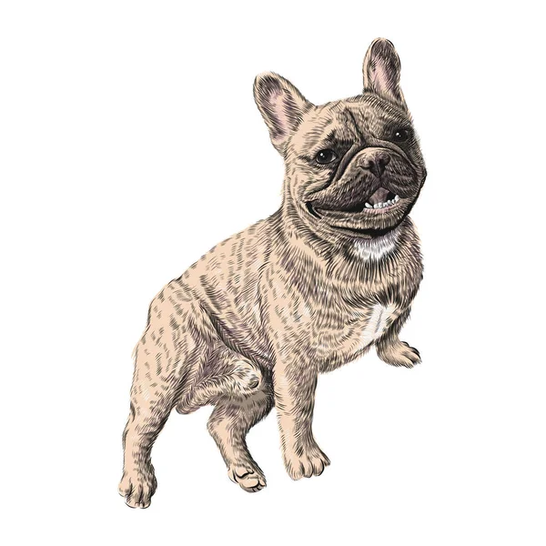Bulldog francês, sentado. Desenho animal de estimação desenhado à mão. Ilustração colorida vetorial —  Vetores de Stock