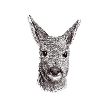 Roe geyik yavrusu skeci, vektör çizimi. El çizimi vahşi hayvan kafası portresi