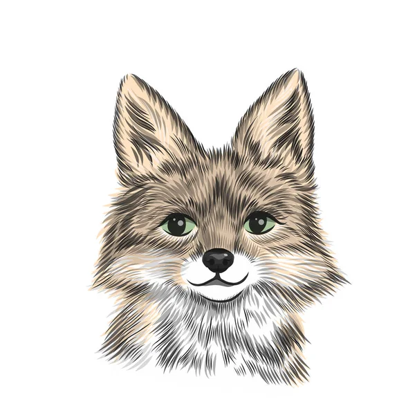 Kleiner Fuchs, Tiervektorillustration in Farbe. Handgezeichnete Skizzenzeichnung. Tierporträt, Niedlicher Fuchskopf Hintergrund — Stockvektor