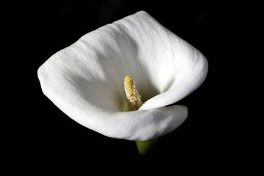 Siyah arkaplanda zambak