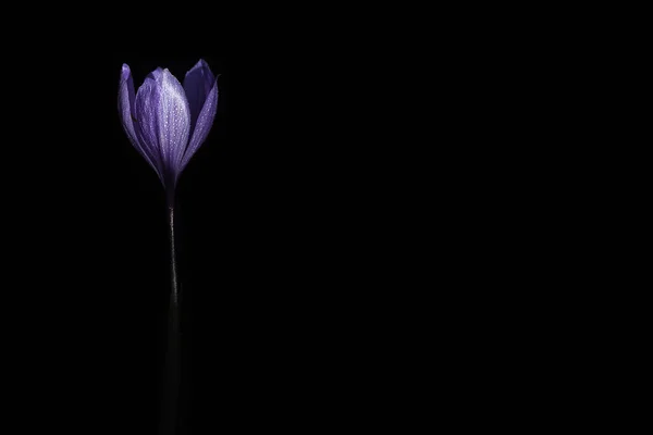 Flor de azafrán en negro — Foto de Stock