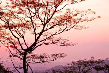 Renkli perspektif manzarası pembe ve turuncu.