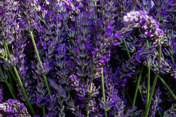 Fresh flowers of lavender. — Stock Photo, Image