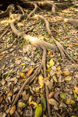 Ağaç kökleri yazın