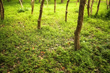 Yeşil Doğal Ağaç Ormanı