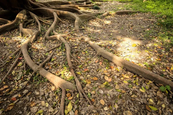 Trädrötter Sommar — Stockfoto